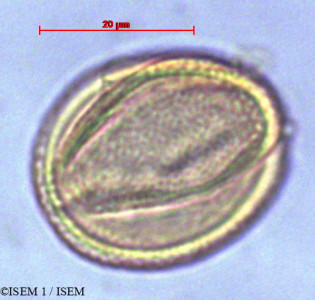 ISEM 1/Hypericum_laricifolium_29094/Hypericum_laricifolium_29094_0001(copy)_thumb.jpg